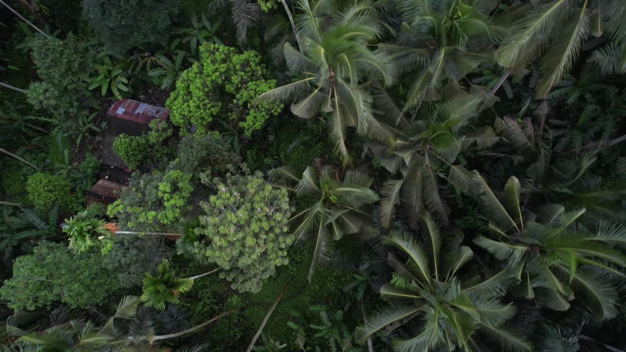 drone flyover aldea remota rodeada de palmeras y exuberante vegetación, bali