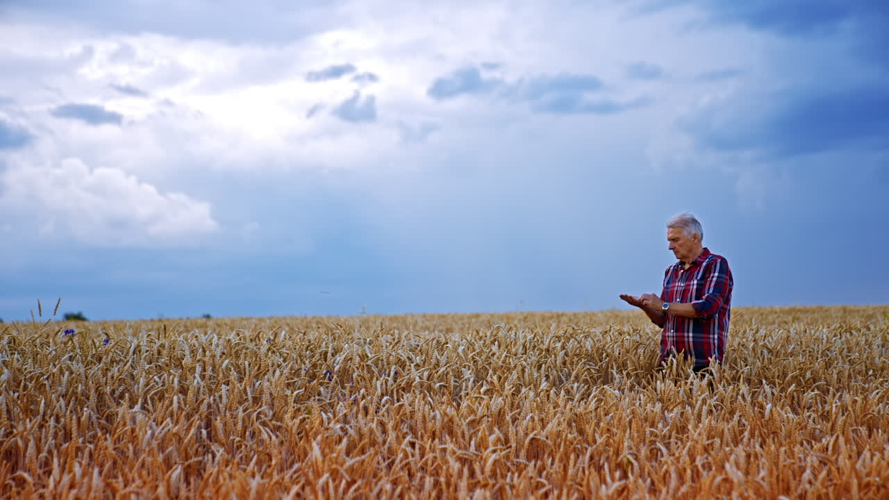 Ageing man in a checkered shirt stands in the yellow wheat field contrasting with blue sky. Farmer examines grain for ripeness.