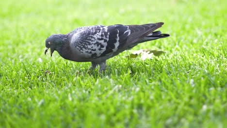 Zeitlupe:-Taube-Frisst-Wurm-Im-Park