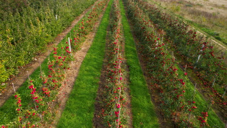 Vista-De-Drones-Del-Huerto-De-Manzanas---Manzanos-Rojos-Que-Crecen-En-Filas-En-El-Campo