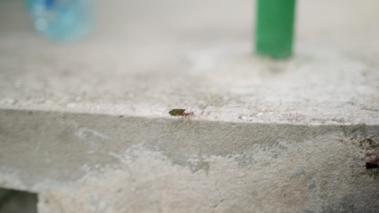 pequeño insecto explorando una superficie áspera en un entorno natural durante las horas de luz del día