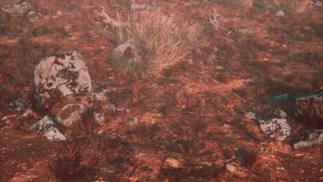 paisaje de hierba seca y rocas