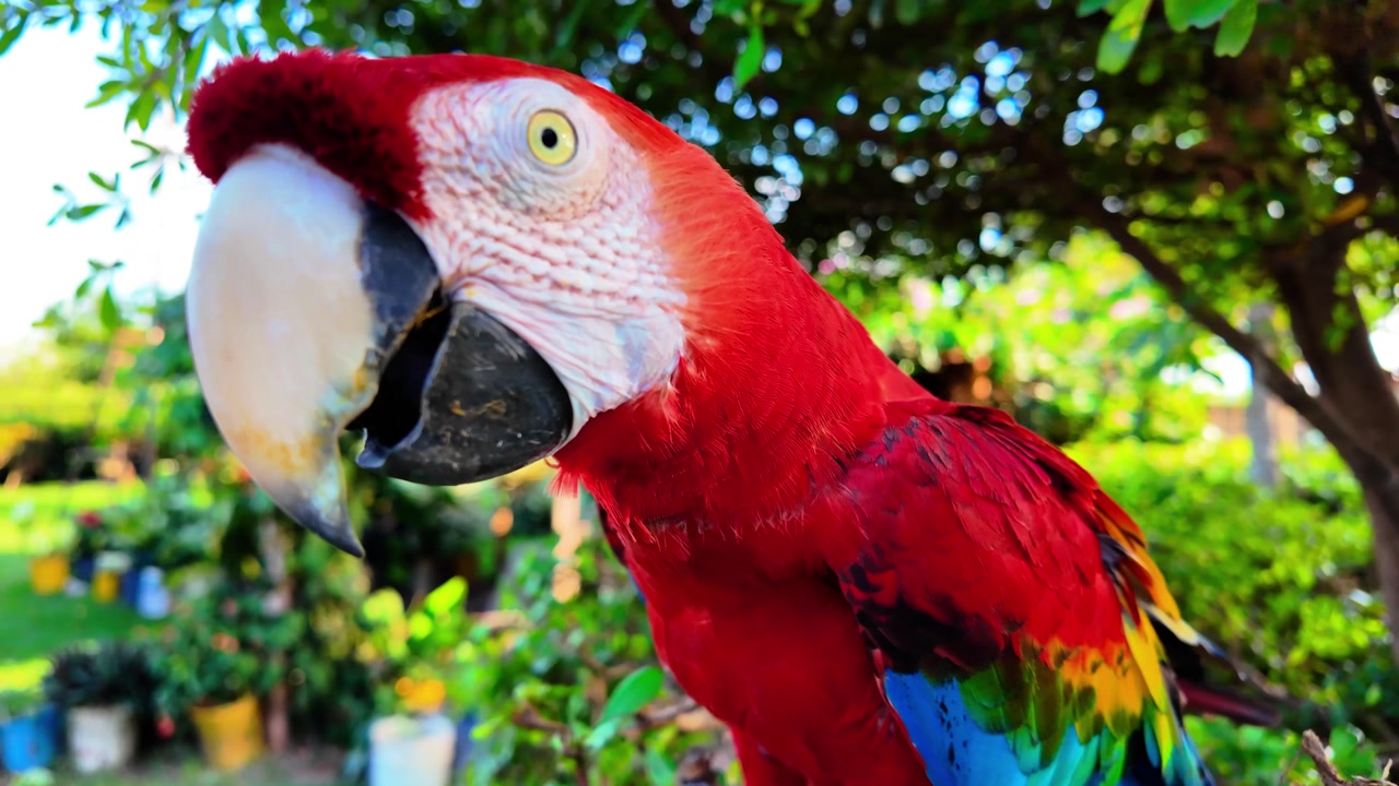 stunning close-up of a brightly colored macaw, capturing its intricate feathers and curious expression in a natural habitat