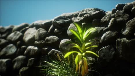 pared de hierba y piedra en el norte de la campiña de inglaterra