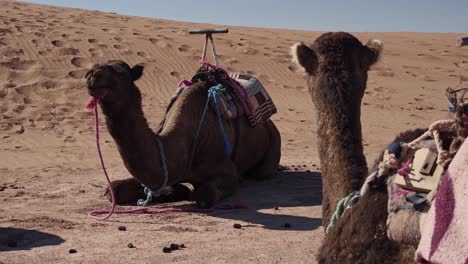 Travelers camel cavaran resting on hot sandy Sahara desert in Morocco, handheld view