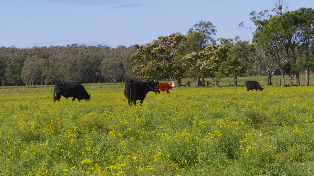 Mucche che si nutrono nel campo verde - Crescent Head, NSW, Australia.