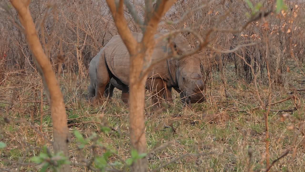 남아프리카의 숲을 걷는 두 마리의 흰 코뿔소