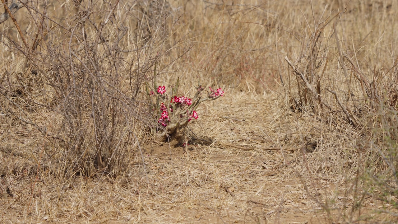 Impala lily blooming in Kruger National Park, South Africa. Static shot of Adenium multiflorum flowers in dry savanna bushveld, natural habitat, serene wilderness scene.