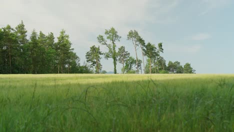 cereal field with green cereal stalks and morning dew panorama