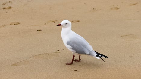 seagull on the beach