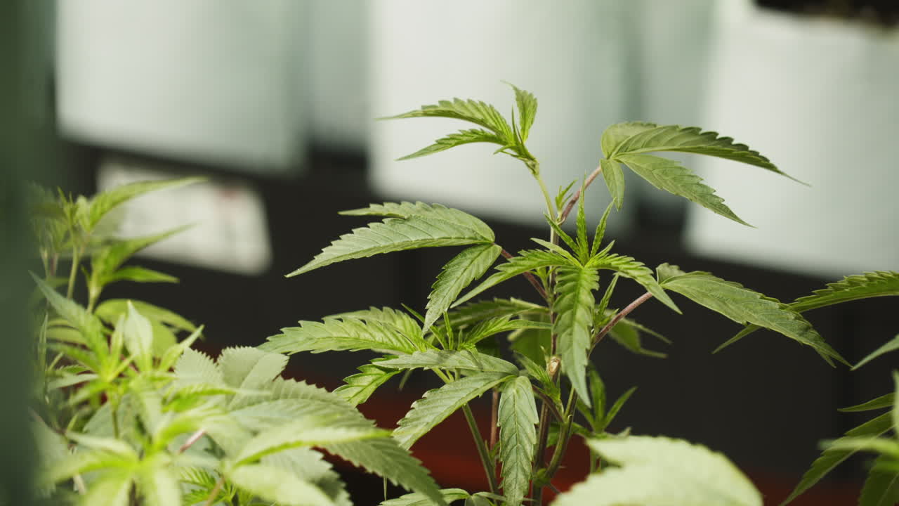 Primo piano di una pianta di cannabis immatura che cresce in interni.