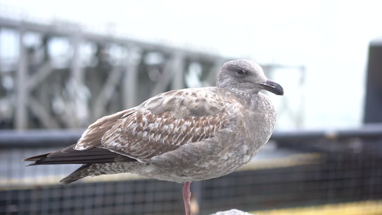 바위에 자리 잡은 큰 갈매기