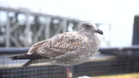 gran gaviota posada en roca