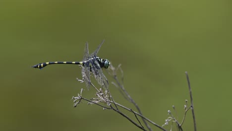 Cola-De-Brida-Común,-Libélula,-Cola-De-Golondrina-Adornada