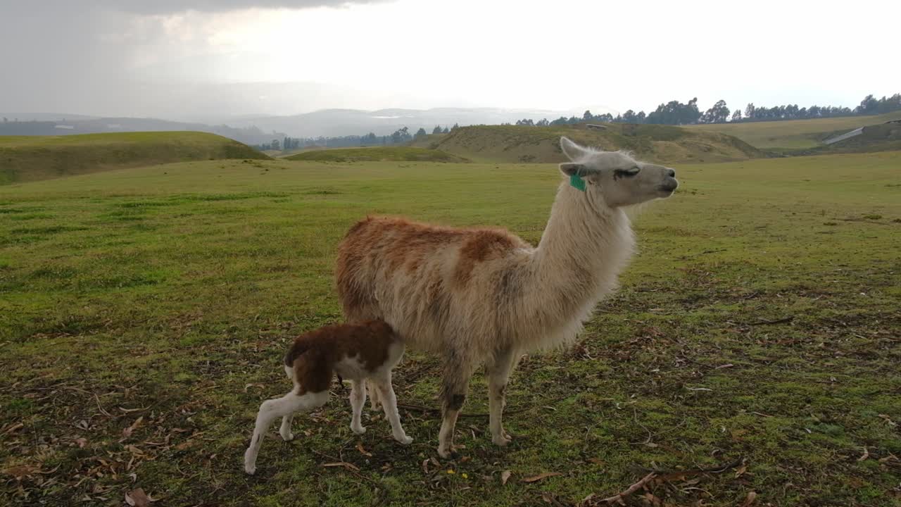 llamas en las ruinas precolombinas de cochasqui, en las afueras de quito, ecuador
