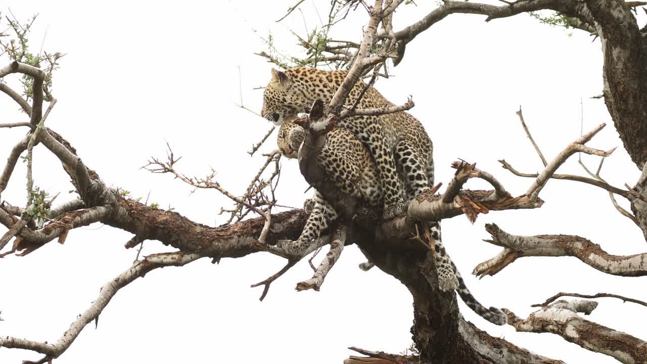 Great interaction between two leopard cubs grooming and cuddling up in a tree, Mashatu Game Reserve.