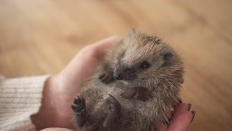 young european hedgehog lying on back on woman's palm