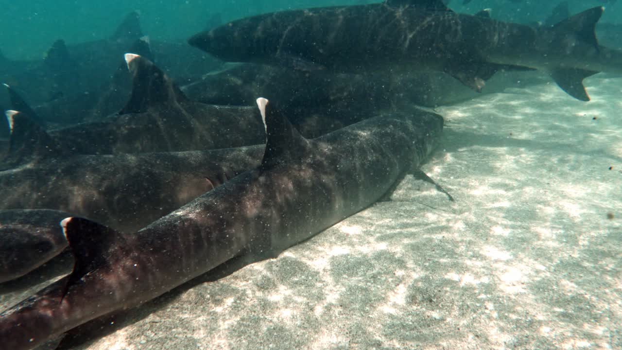 escuela de tiburones de arrecife de punta blanca descansando en el suelo arenoso del océano - bajo el agua