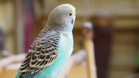 background out of focus and a shell parrot budgie parakeet on a branch