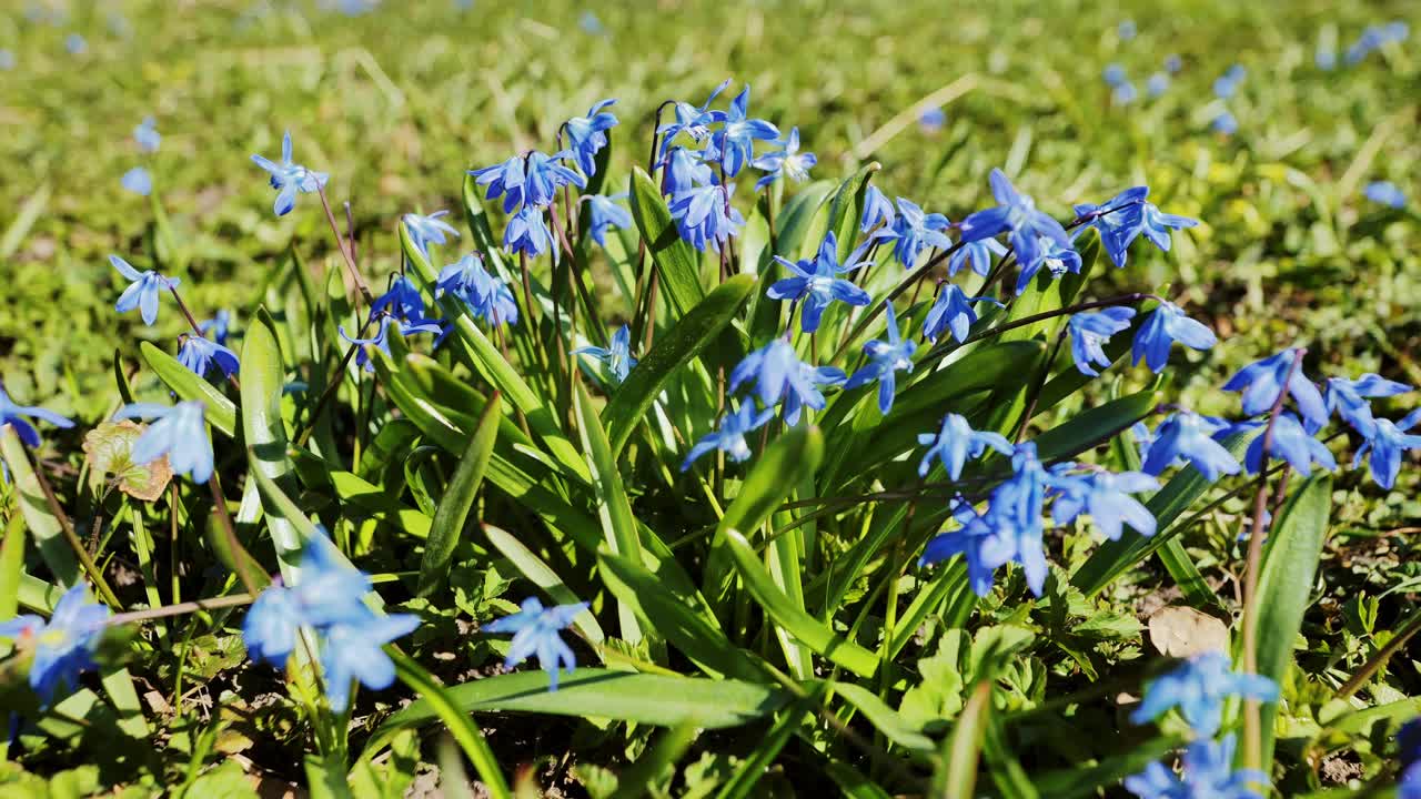 Close up of vibrant blue scilla flowers blooming, spring meadow, Latvian nature