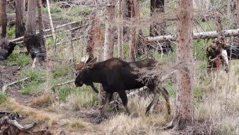 bull moose walks along a trail through a wooded area with thick grasses