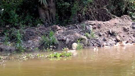 ducks swimming along a canal in vietnam