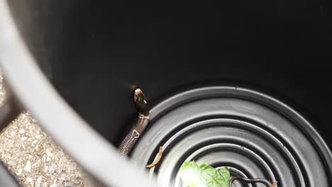 venomous snake, naja cobra, crawling and tongue flicking in captured bin.