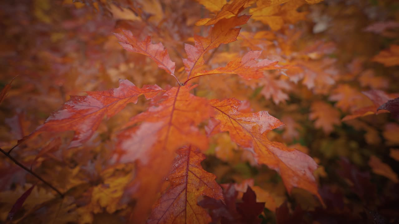 un primer plano en órbita de las coloridas hojas de roble otoñal