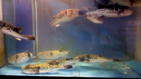 fish swimming and feeding in a home aquarium