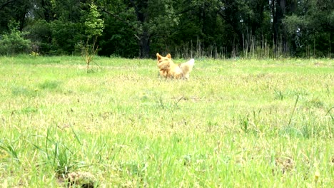 divertido corgi perro peludo jugando con la pelota al aire libre