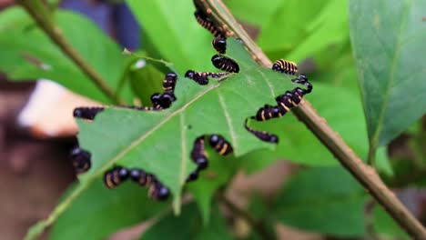 butterfly caterpillars feeding on lush green leaves