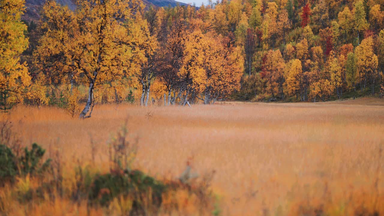 hierba marchita en los prados inundados en la tundra noruega