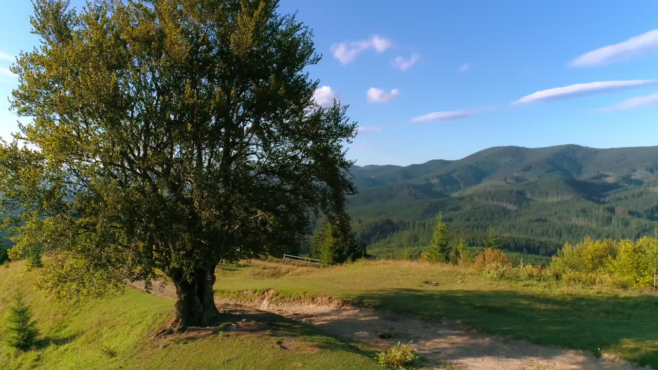 Mountainous area in summer. Musician performing music among beautiful wild nature. Female cellist playing the musical instrument on a top of a hill.