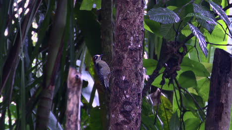 machos de pájaro carpintero de mejillas negras en busca de comida en un árbol