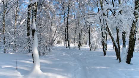 Verschneite-Äste-Im-Wald.-Wintermärchen-Hintergrund