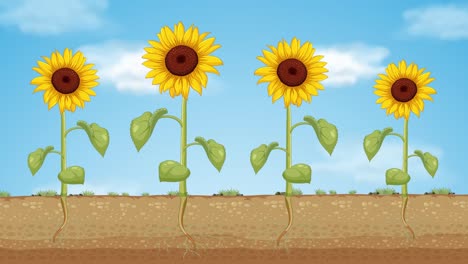 los girasoles crecen y florecen bajo el sol.