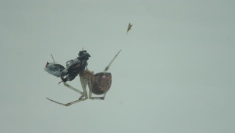 macro de araña preparándose para comer una mosca en una web