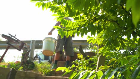 panning shot of a worker carrying heavy containers full of freshly picked ripe custard apples