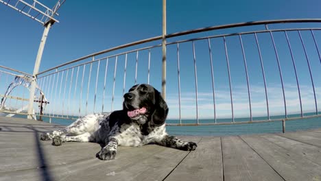 dog resting in front of sea