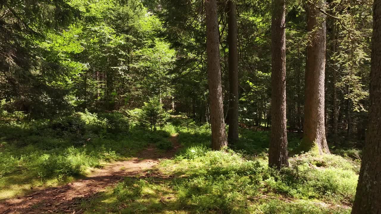 Una fitta pineta vicino al Walensee, Svizzera, presenta un sentiero naturale che si snoda attraverso il fogliame illuminato dal sole. L'atmosfera è tranquilla, con alberi alti e un sottobosco lussureggiante