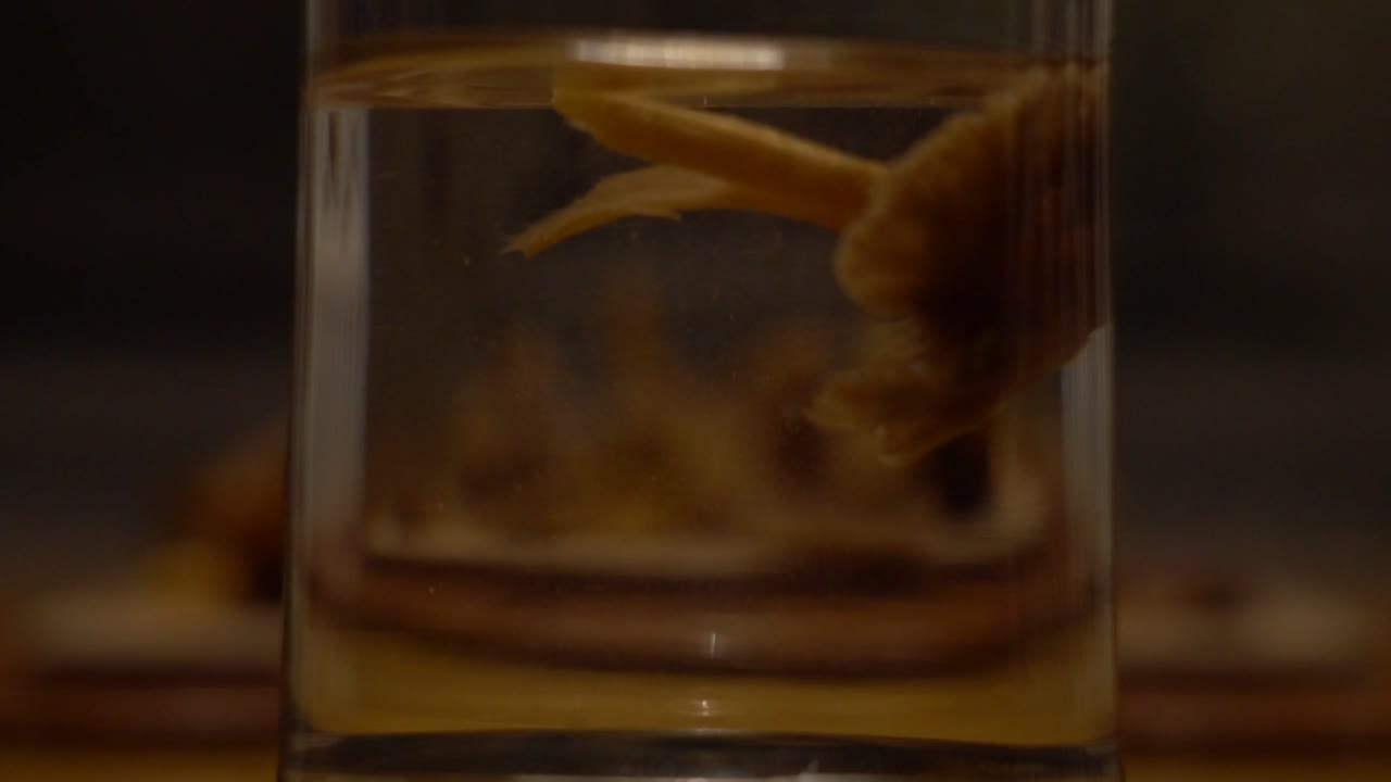 rebozuelo embudo arrojado al agua