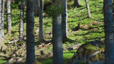 Moss-covered-trees-in-the-enchanted-forest-are-beautifully-lit-by-the-sun's-rays