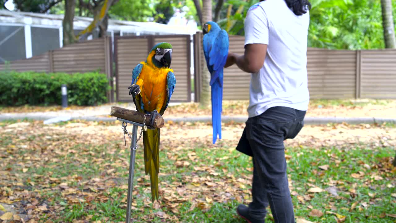 el loro ara se sienta en un soporte