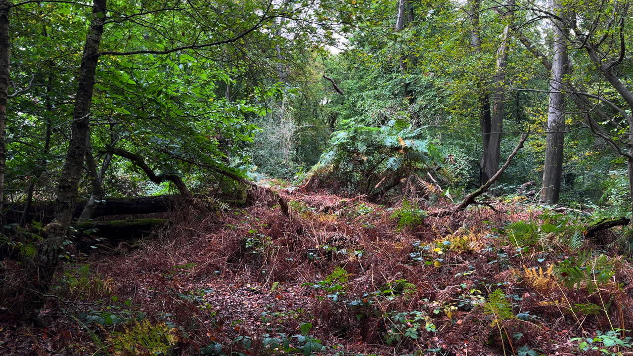 los árboles en un bosque inglés comienzan a mostrar sus colores de otoño, worcestershire, inglaterra