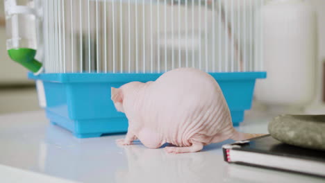 rata sin pelo en el hogar