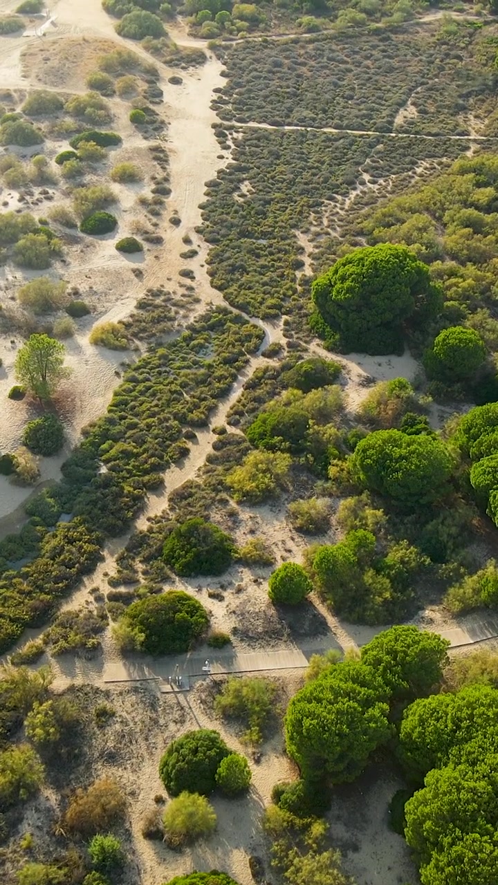 Ripresa verticale cinematografica di un paesaggio costiero naturale con dune di sabbia, pini mediterranei e sentieri pedonali durante l'ora d'oro in Andalusia.