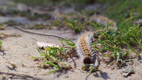 dangerous insect plague processionary caterpillars marching on grass ground, close up