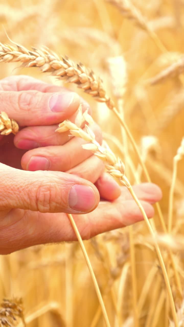 Hands examining ripe wheat ears in a golden field during harvest season showcasing agricultural practices