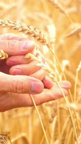 hands examining ripe wheat ears in a golden field during harvest season showcasing agricultural practices