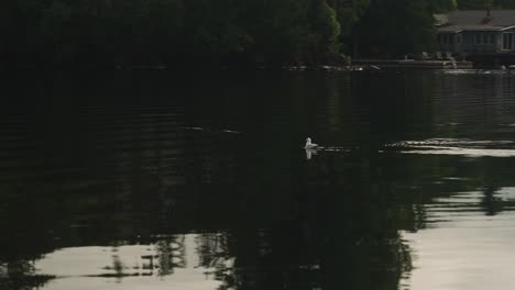 Seagull-sitting-on-glassy-water-surface-with-gimbal-motion-slow-motion-4k-30p